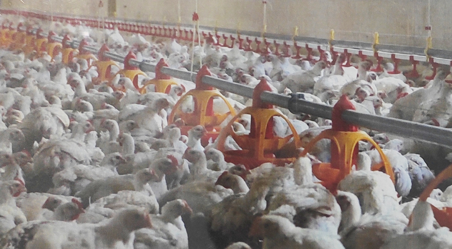 養(yǎng)殖場(chǎng)自動(dòng)投喂器纖維絞盤繩 養(yǎng)殖場(chǎng)自動(dòng)投喂器纖維絞盤繩